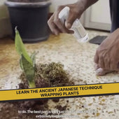 DIY Japanese Kokedama Kit