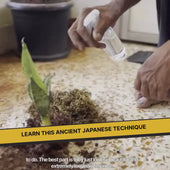 DIY Japanese Kokedama Kit